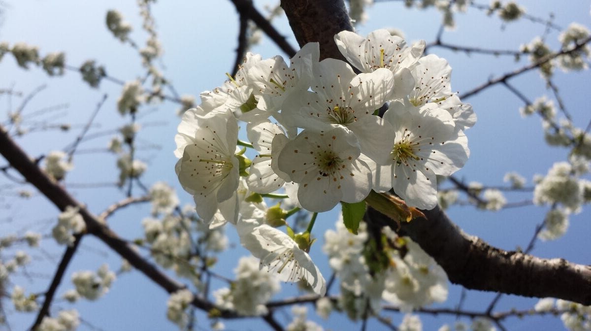 Escursione tra i ciliegi in fiore – Marostica (VI)