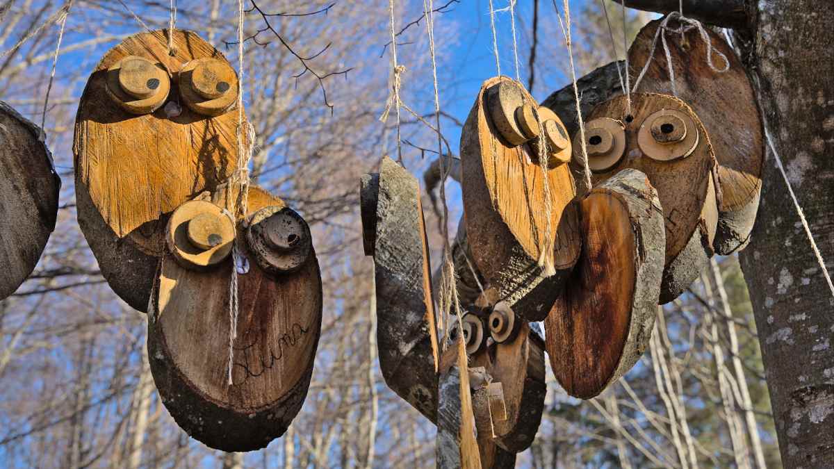 Sound Walk: i suoni segreti del bosco