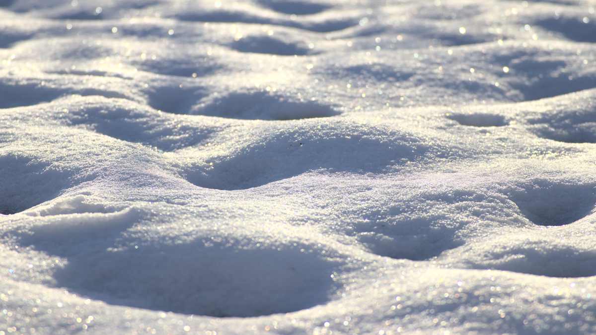 Snow tracking sul Monte Cimone – Altopiano di Tonezza