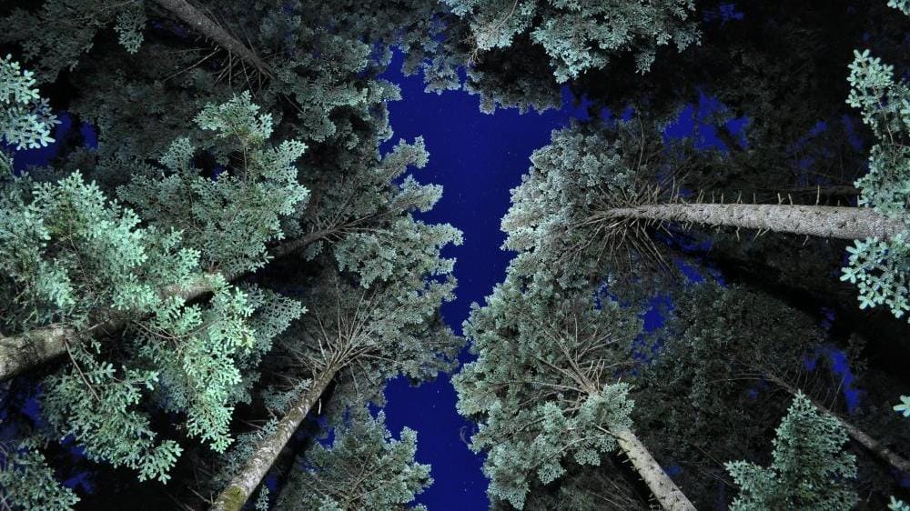 Stelle, pianeti e costellazioni in Piccole Dolomiti con cena in malga