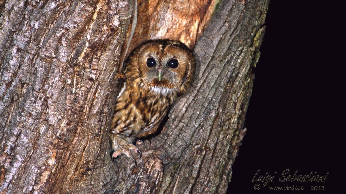 AnimalTrek – Escursione guidata Gufi, Allocchi e Civette in Altopiano di Tonezza