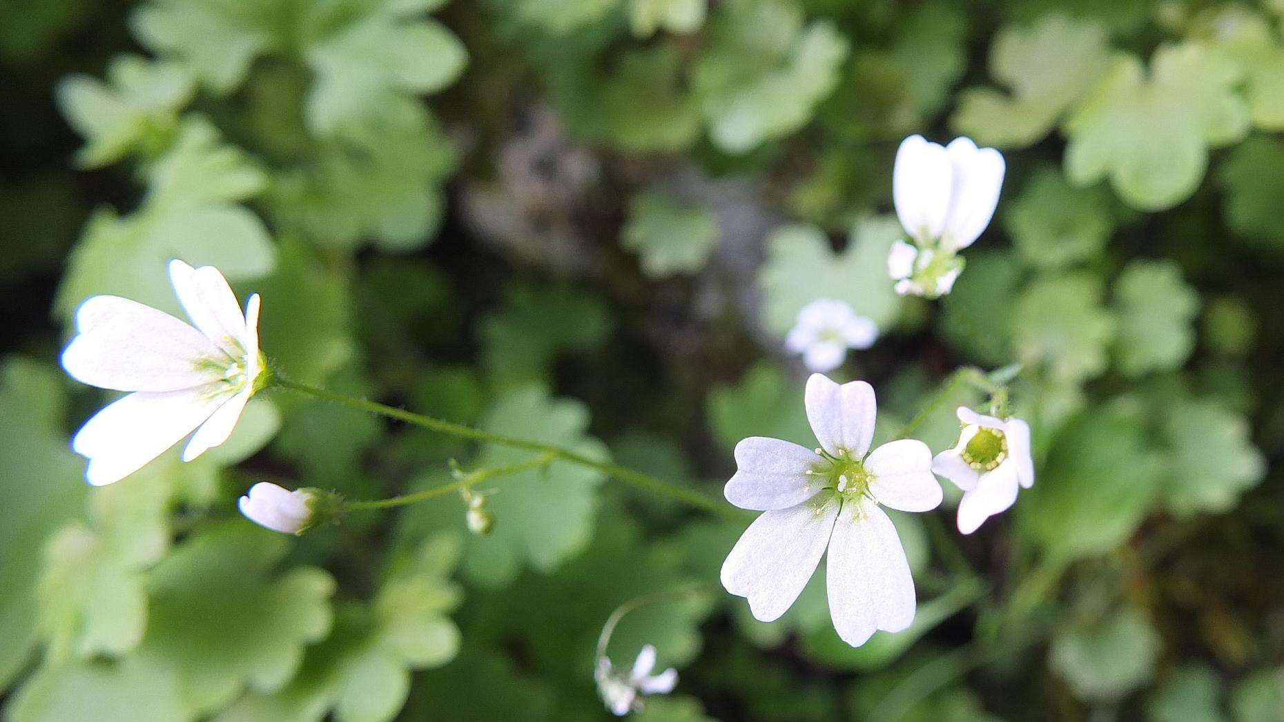Tesori del Veneto – Escursione guidata alla ricerca di Saxifraga berica