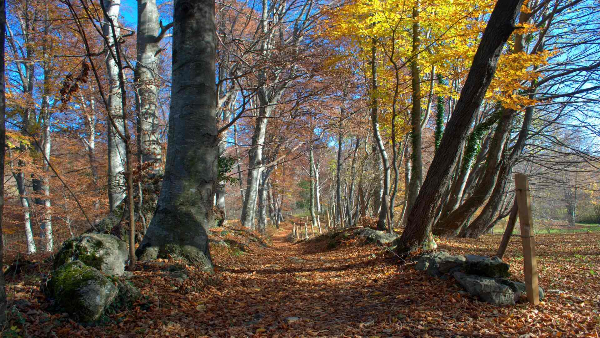 Foliage sul Faedo – Eventi del Priaboniano
