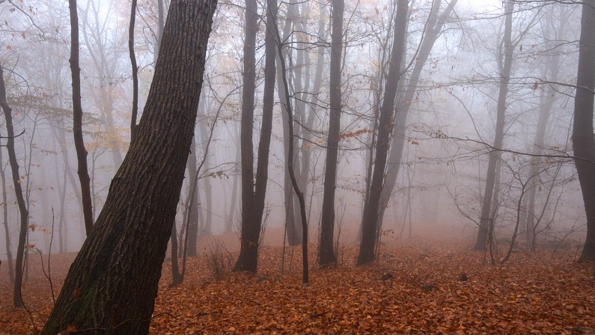 Voci di alberi e di animali – Lungo il cammino Mario Rigoni Stern