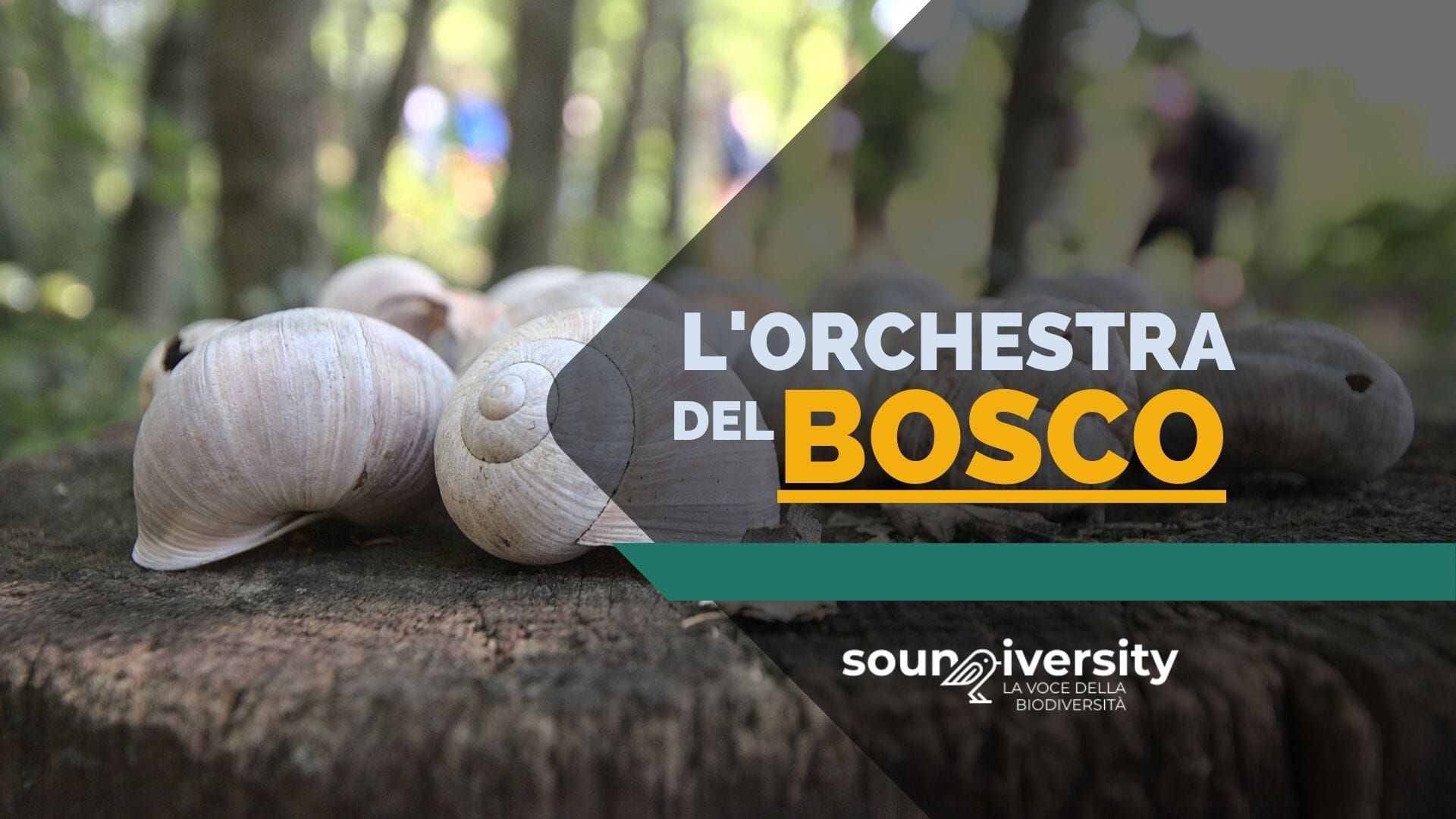 Soundiversity: L’orchestra del bosco