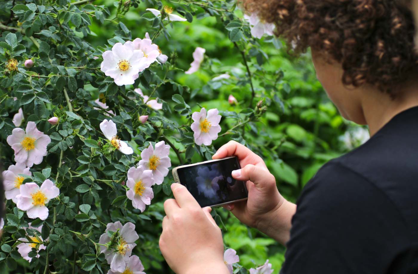 BioBlitz sull’Altopiano del Faedo