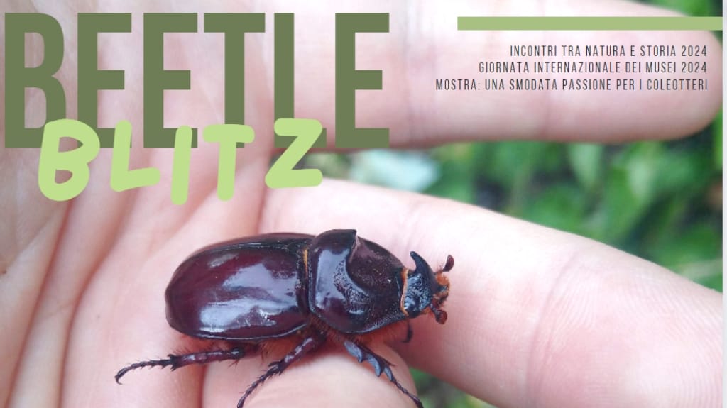 BeetleBlitz – Escursione entomologica sui Colli Berici