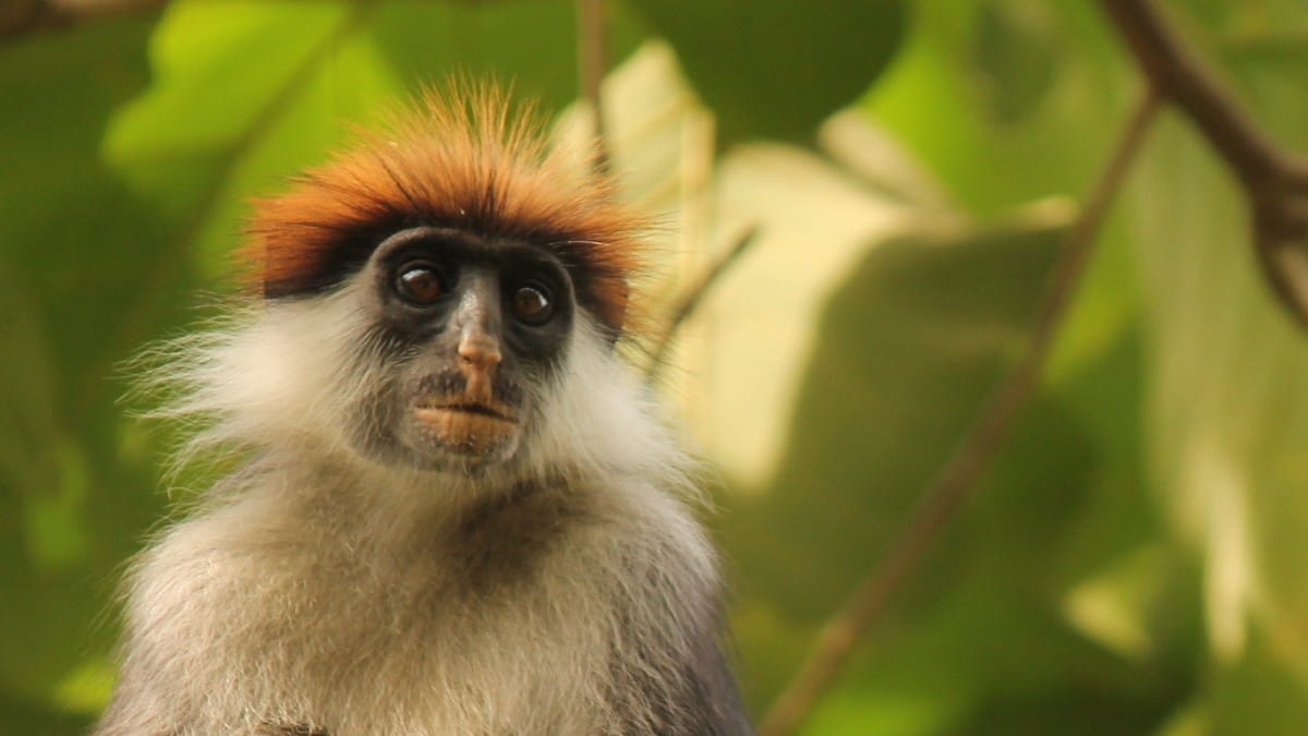 Viaggio in Tanzania e Zanzibar, EcoTour nelle Galapagos d’Africa